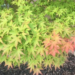 Meet your Posher, Ant